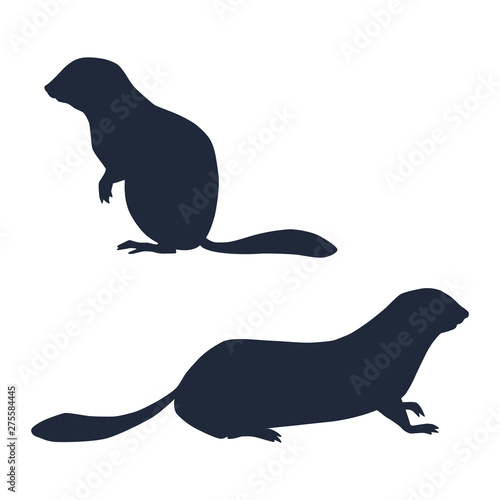  Silhouettes of standing and sitting walking and sitting arctic ground squirrels isolated on white background. Vector illustration EPS 8