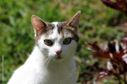 Curious domestic white cat with small grey patch on top of head and green eyes looking directly at camera posing for picture surrounded with plants and leaves in background on warm sunny spring day