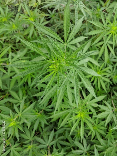 cannabis plants for makingnmedicine