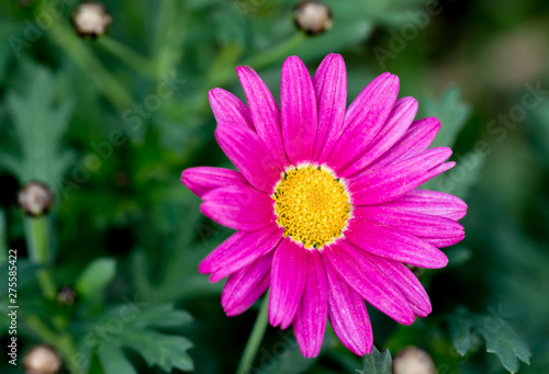 Pink daisy flower in winter