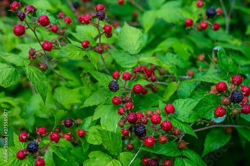 BlackBerry Bush with a variety of BlackBerry fruits of varying degrees of maturity and different colors