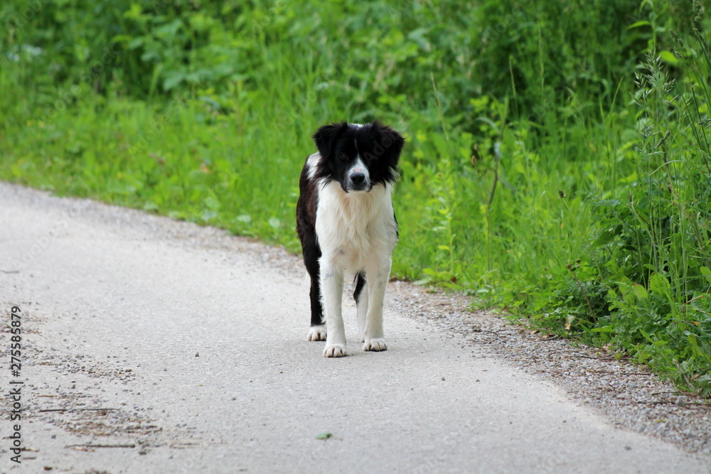 Cute black and white half-breed dog walking on local paved road between family houses surrounded with high uncut grass on warm sunny spring day Cute black and white half-breed dog walking on local paved road between family houses surrounded with high uncut grass on warm sunny spring day