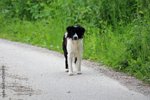 Cute black and white half-breed dog walking on local paved road between family houses surrounded with high uncut grass on warm sunny spring day