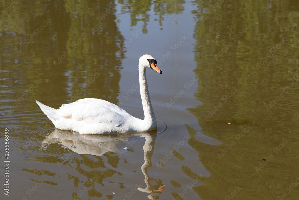 Naklejka premium White swan on the lake