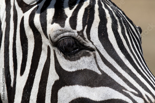 Close up of zebra eyes