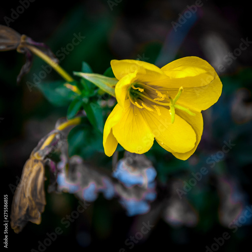 Natural macro flower with leaf