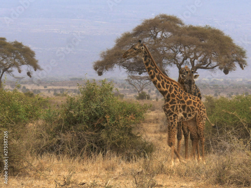 a male giraffe follows a female in amboseli  kenya