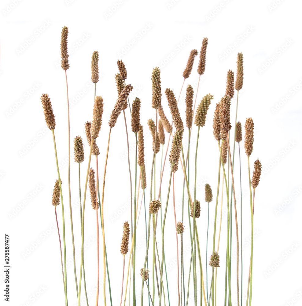 Grass foxtails isolated on white background.  Flowering stems of wild field grass. - obrazy, fototapety, plakaty 