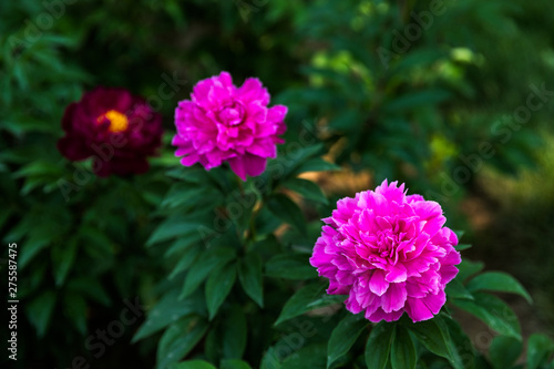 Fototapeta Naklejka Na Ścianę i Meble -  Pink Chinese herbaceous peony in a garden