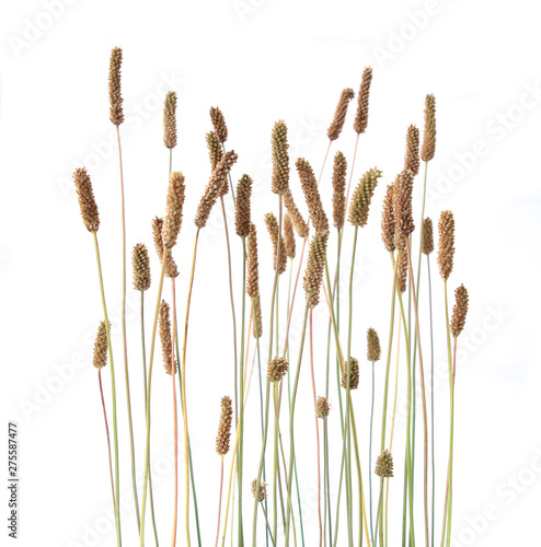 Grass foxtails isolated on white background.  Flowering stems of wild field grass. photo