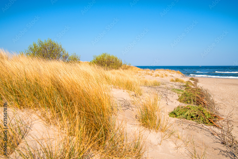 beach of the Baltic sea with dunes and beach grass beach of the Baltic sea with dunes and beach grass