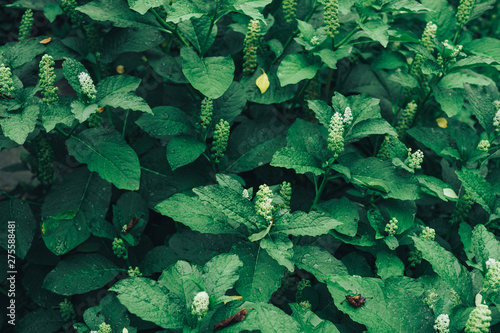 American pokeweed (Phytolacca americana) during the budding period photo