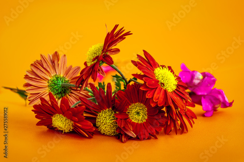 Gerber - many macro flowers, close