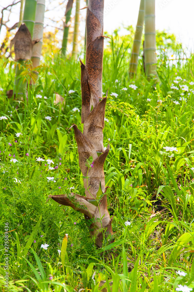 Obraz premium 大きな竹に成長したタケノコ