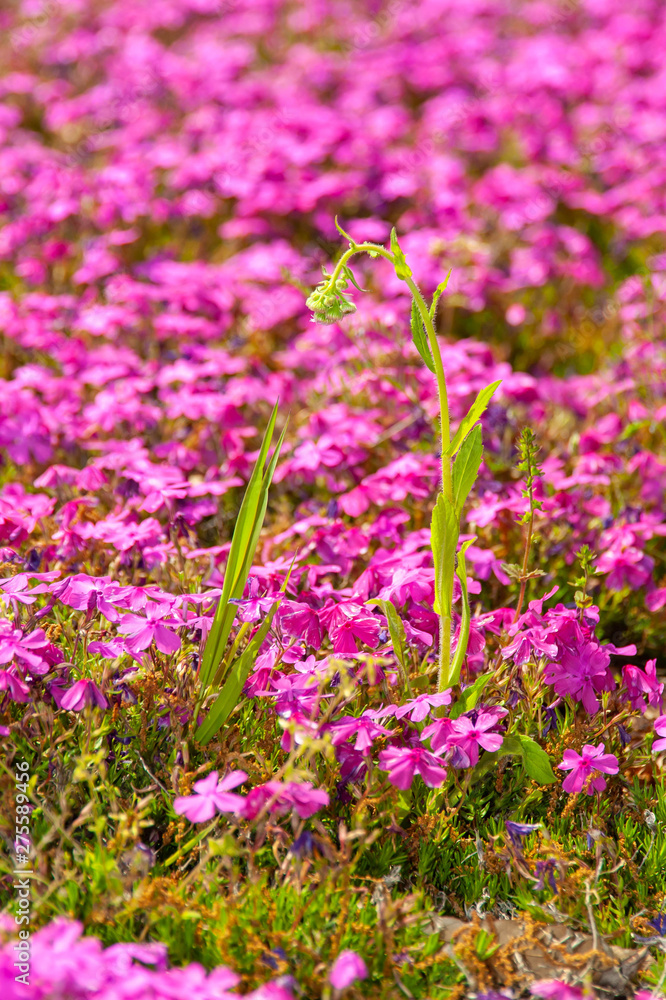 Fototapeta premium 満開の芝桜と面白い形の植物