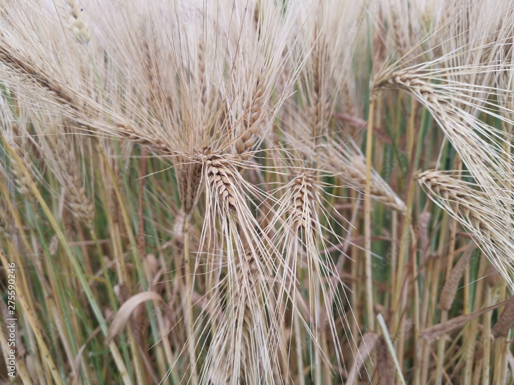 Ears of wheat Ears of wheat