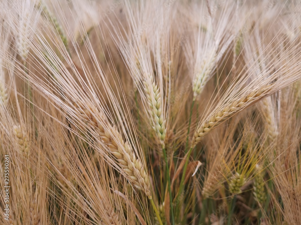 ears of wheat ears of wheat