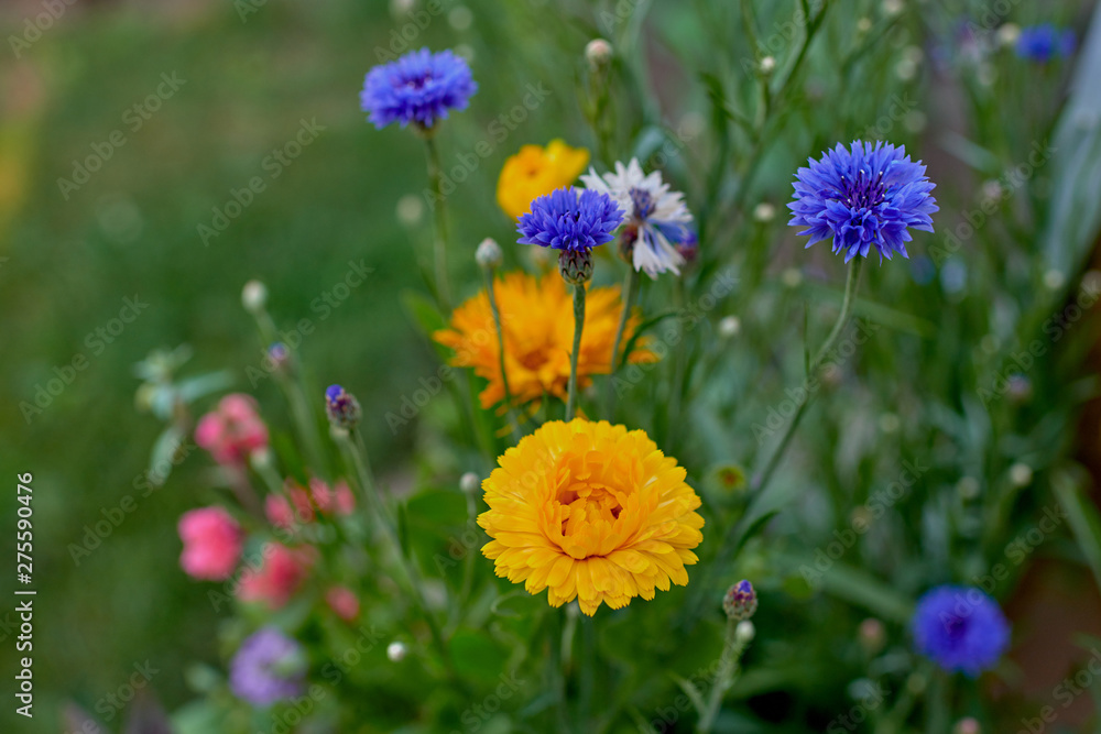 Calendula officinalis Calendula officinalis
