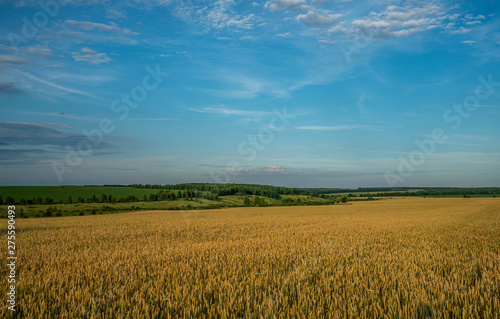 landscape  a field of ripe wheat on a background of forest and blue sky with Cumulus clouds
