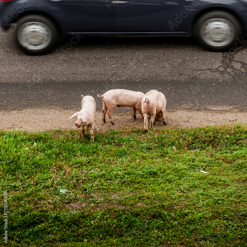 Three pigs on a road