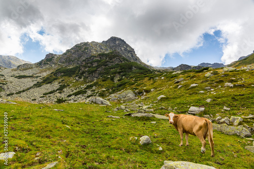 Cows grazing ona mountain  organic  pasture