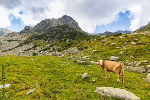 Cows grazing ona mountain, organic, pasture