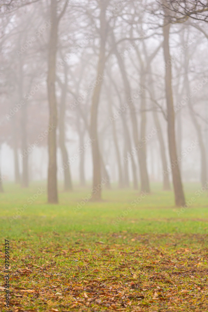 Naklejka premium Autumn day in the park, in a city, with fog and mist, and locust tree silhouettes