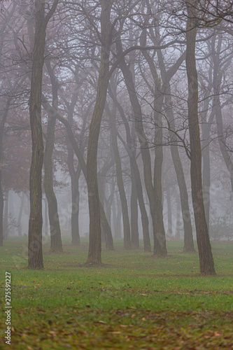 Autumn day in the park  in a city  with fog and mist  and locust tree silhouettes