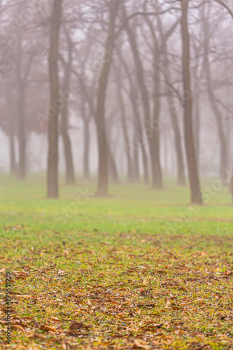 Autumn day in the park, in a city, with fog and mist, and locust tree silhouettes