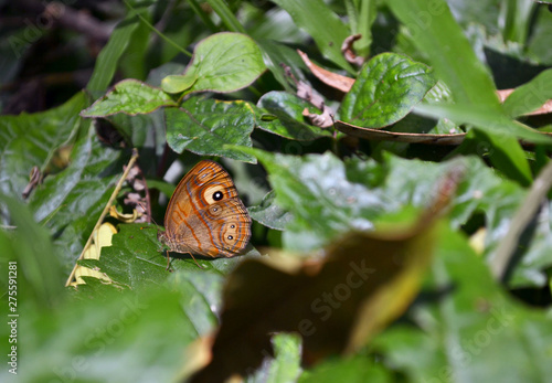 Butterfly on a forest floor in Hantana, Sri Lanka photo