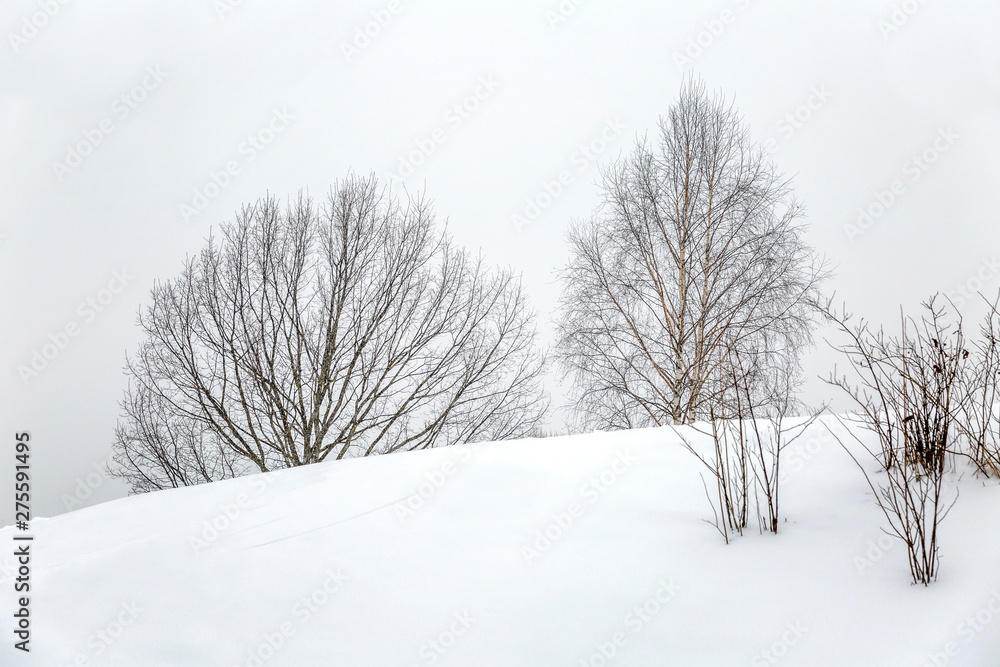 Bare trees in cloudy weather in a winter landscape. Minimalism. Space for text.