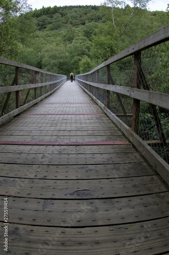 Fototapeta Naklejka Na Ścianę i Meble -  Bridge In The Forest.