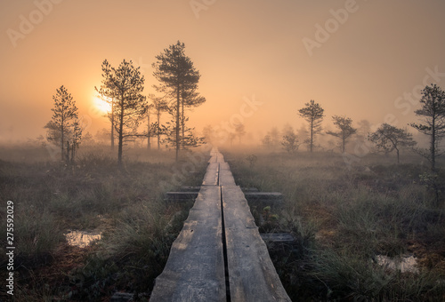 Scenic view from swamp with wooden path at autumn morning in Torronsuo National park, Finland photo