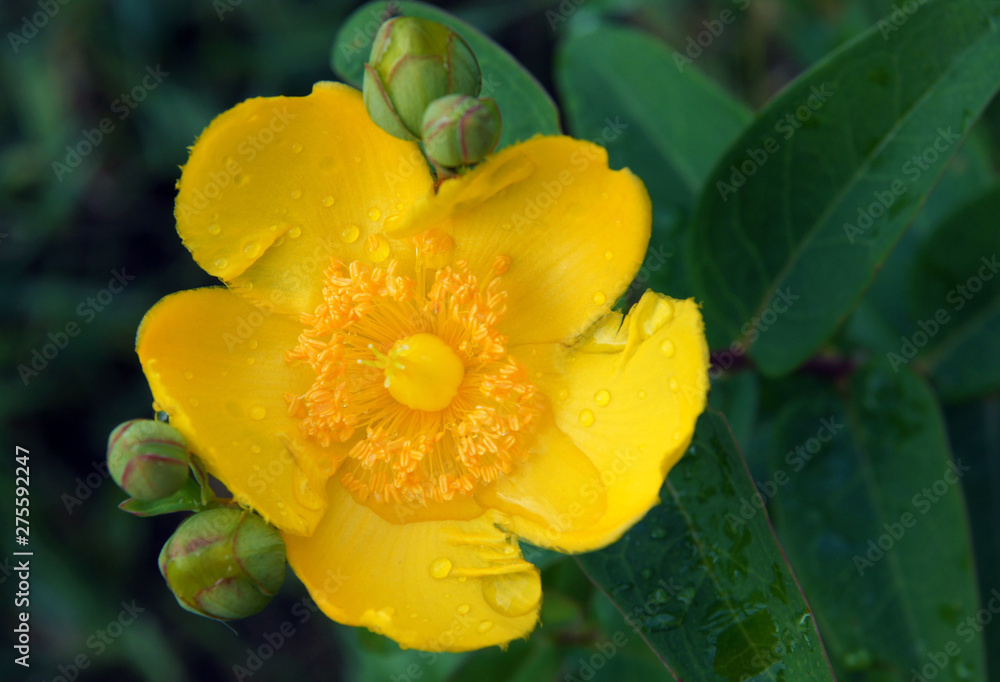 Flowers of Hypericum hookerianum Flowers of Hypericum hookerianum