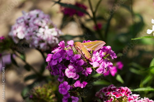 Elephant Hawk-moth, Deilephila elpenor is a moth from the Sphingdae family, close up. Green and pink nightwear, butterfly on a pink flower (Turkish carnation). photo