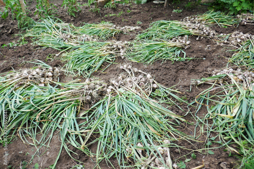 Obraz premium harvesting organic garlic plantation in the vegetable garden