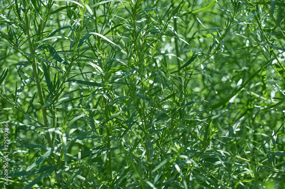 Fototapeta premium solid green background tarragon branches