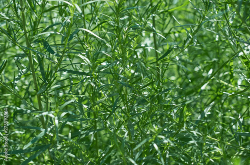 solid green background tarragon branches