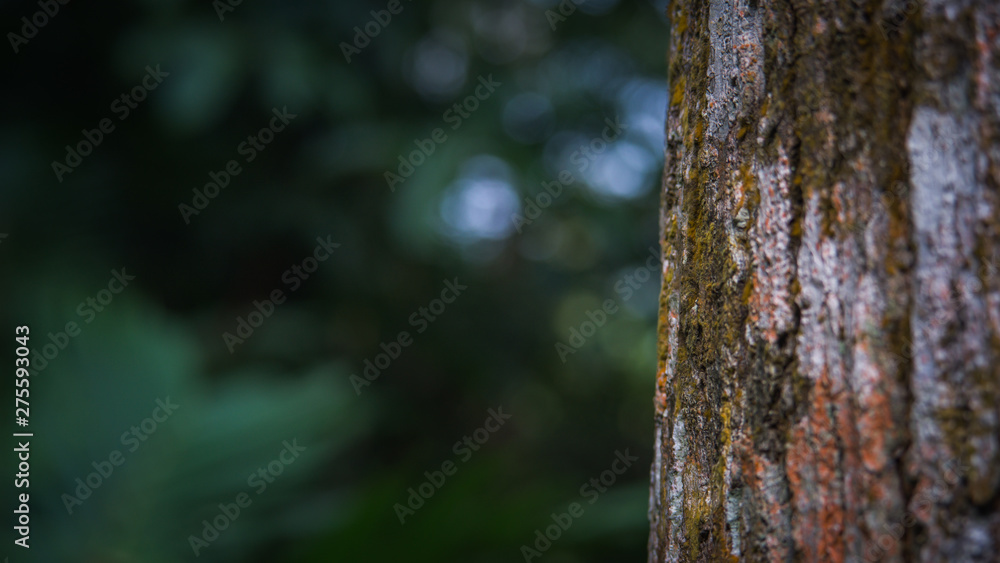 Fototapeta premium Tree trunk close up, bark texture