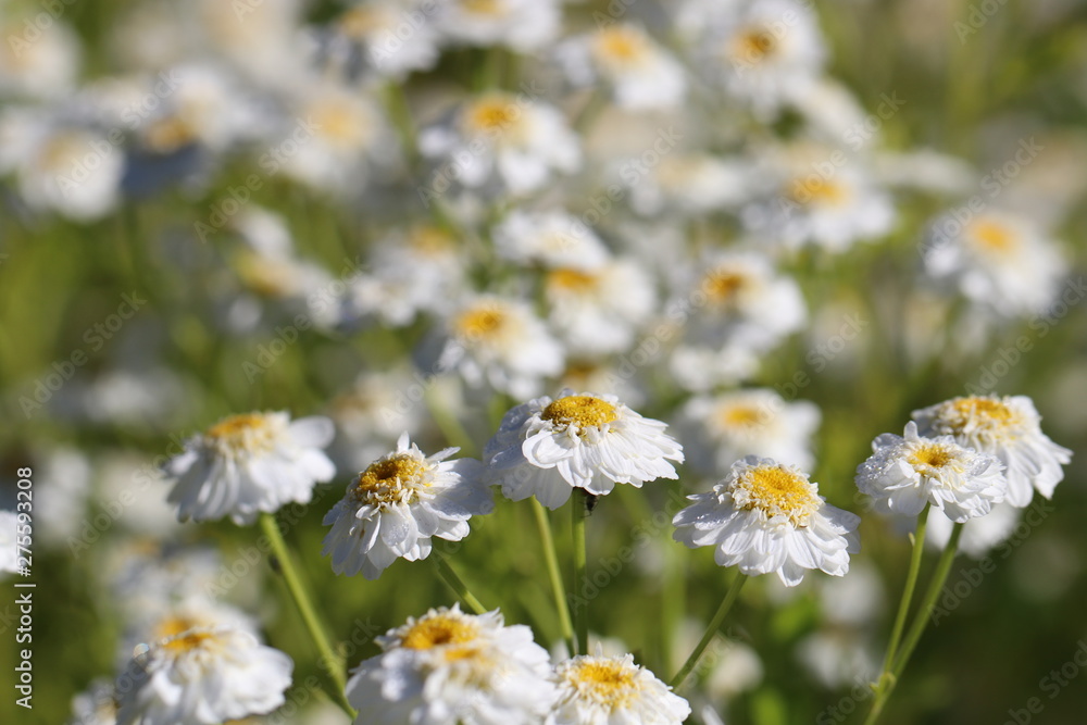 Detailaufnahme der uralten Naturheilpflanze Mutterkraut - mit Textfreiraum Detailaufnahme der uralten Naturheilpflanze Mutterkraut - mit Textfreiraum