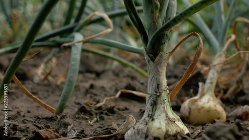 Young growing onion harvest in the garden.Young onion with green feathers in the ground. 4k. 4k video