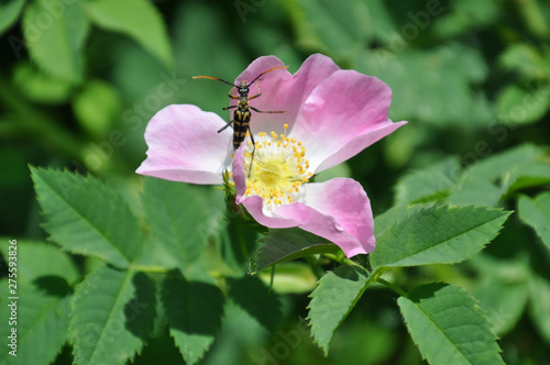 Leptura beetle on the dog rose flower
