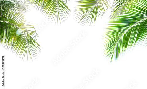 Coconut palm leaf isolated on white background