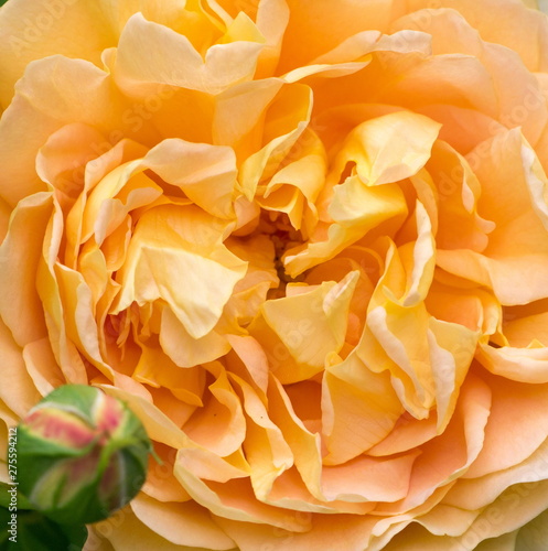 Blooming yellow rose in the garden on a sunny day. David Austin Rose Golden Celebration