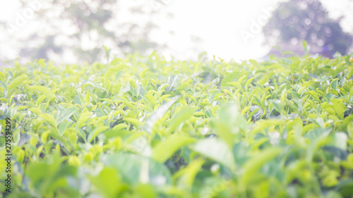 Fototapeta Naklejka Na Ścianę i Meble -  Green tea bud and fresh leaves. Close up tea leaves - plantations fields in Nuwara Eliya, Sri Lanka