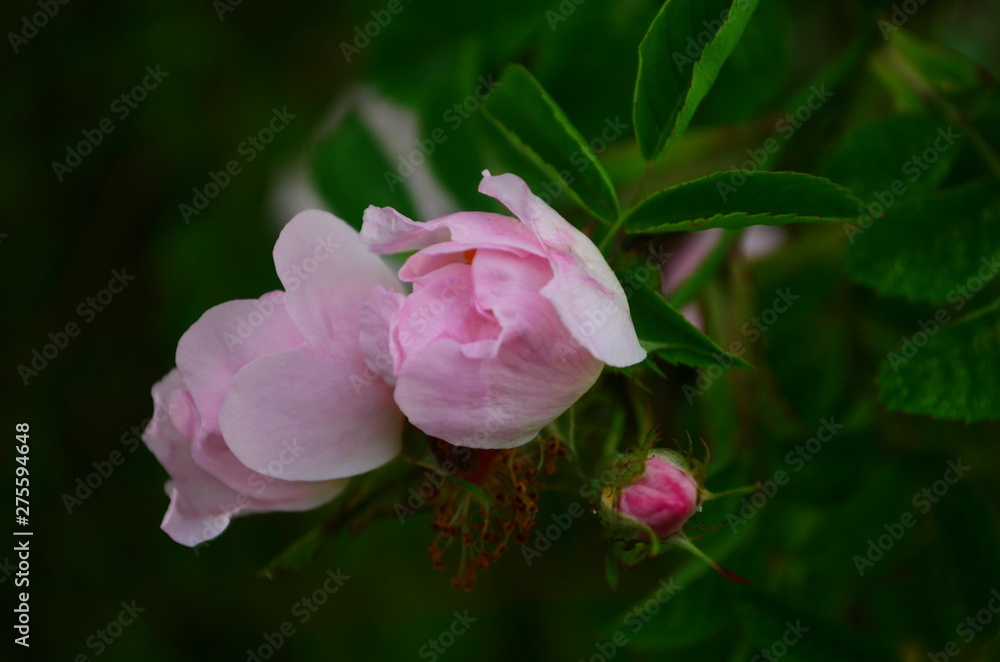 tender pink rosehip flowers on a branch in the forest