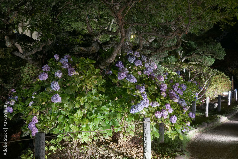 紫陽花ライトアップ