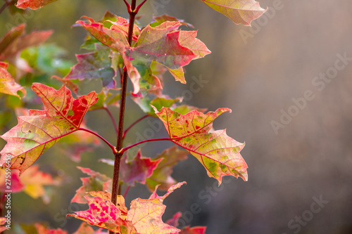 Bright autumn leaves of red oak on a tree branch close-up_