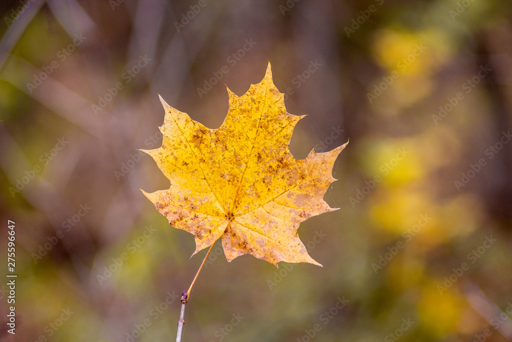Obraz premium Orange maple leaf on a blurry brown background_