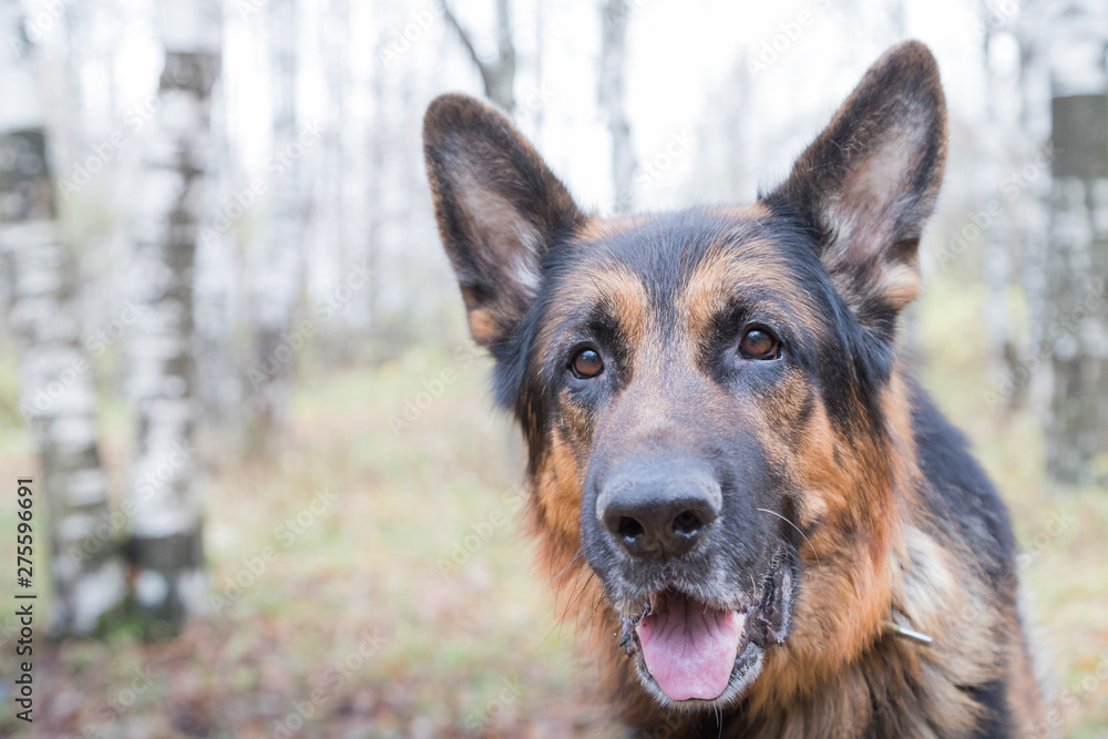 Dog German Shepherd outdoors in an autumn Dog German Shepherd outdoors in an autumn